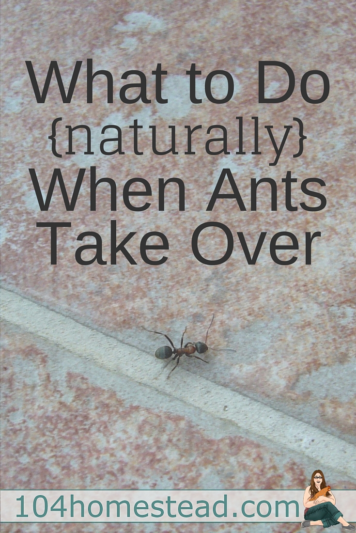 Once the ants invade your home or garden they quickly start to multiply their colonies. It is important to get rid off them as soon as possible and what's more better if you can do this naturally. Find out!
