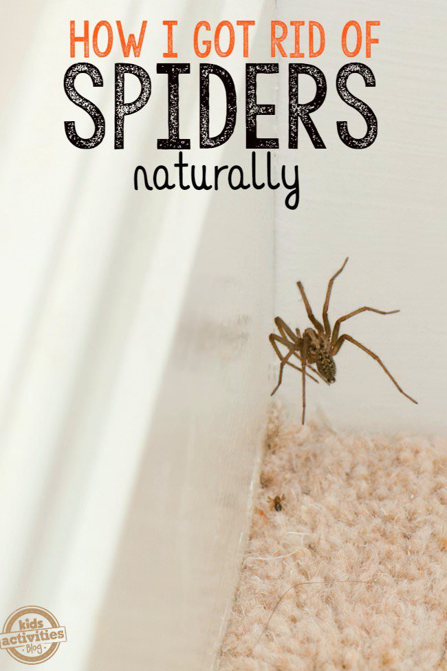 Do you hate spiders or don't like having them in your home? No wonder, they aren’t the most pleasant creatures on our planet. There are some natural alternative solutions that actually work and keep them away. Check out!