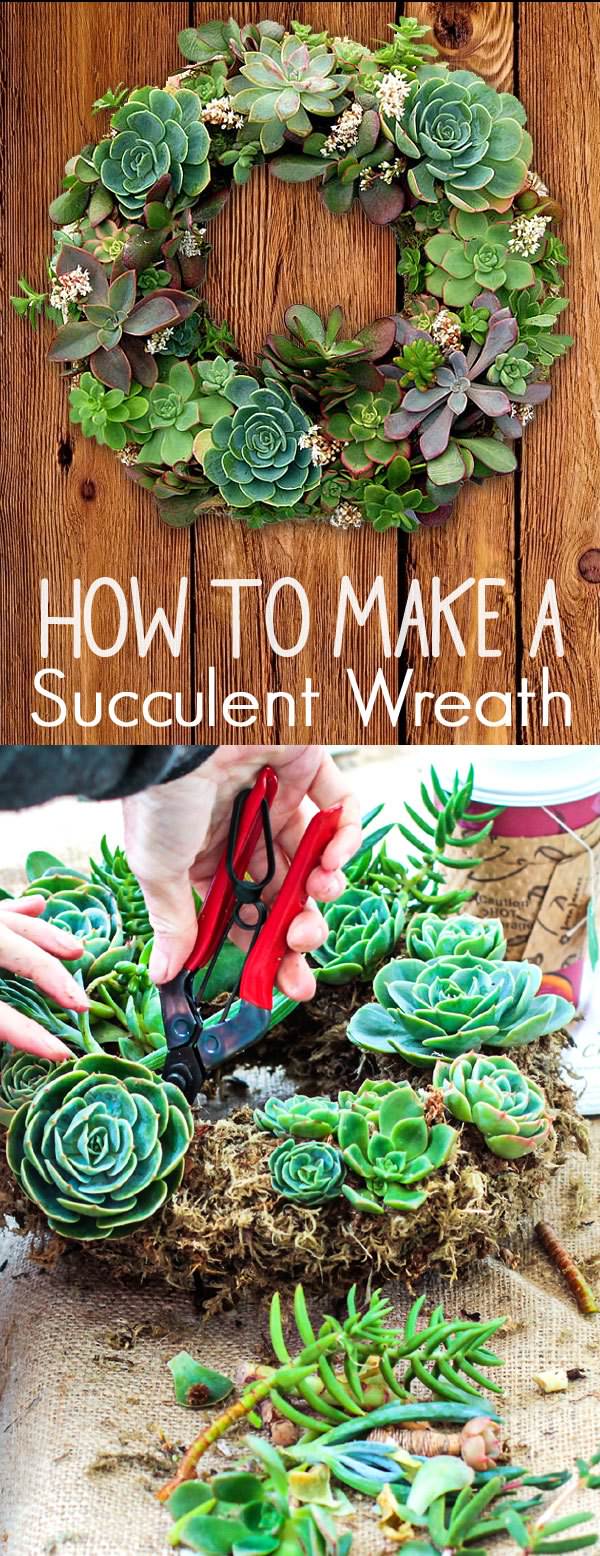 Follow these 5 simple steps to create this succulent garden wreath and spruce up your doorway, your living room or excite your office!